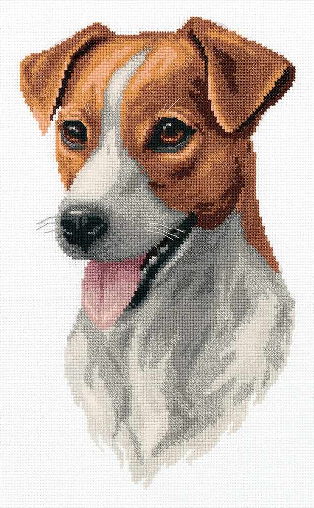 Jack Russell